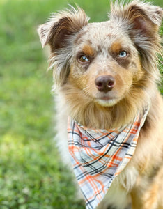 Fall Festival Plaid bandana